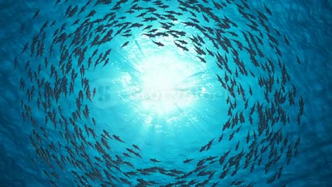 Sharks swimming in circle