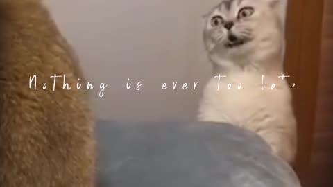 Cats Funny scenes 😂 ( Viral Cats Funny videos ) 💤 Cats viral shorts 😱
