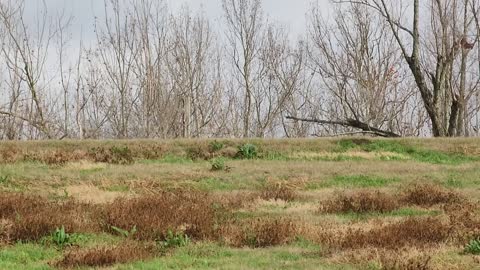 URBAN HUNTING PLAQUEMINE LOUISIANA USA