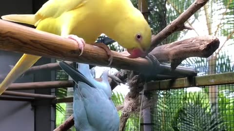 Parrot beautiful house video viral