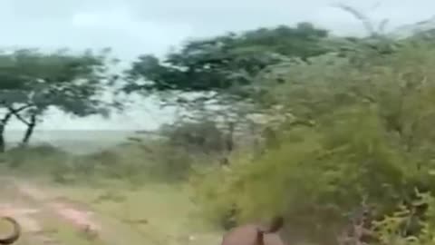 Male buffalo protecting female buffalo from Lion