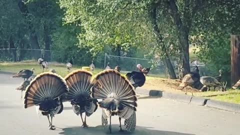 Turkey Crossroads... Pine 🌲 Valley, CA.