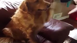 Golden Retriever knows difference between left and right paw
