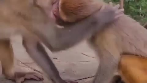 Romantic Monkey 🐒🐵🐵🐵🐒🐒|Funny video|Funny Monkey |Tag your bestie