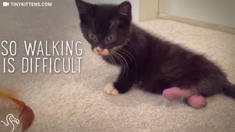 Cat With 2 Legs Has Figured Out How To Get Around Fast
