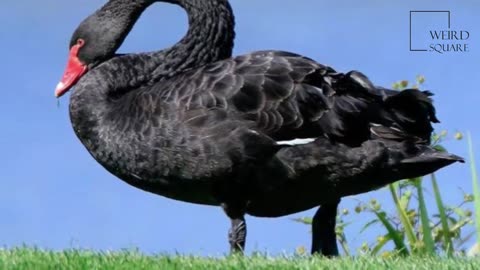 DID YOU 🙀🙀||🦢FUN FACT ABOUT BLACK SWAN 🦢
