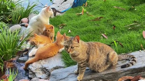 Harmony of Nature: Cats and Parrots in a Tranquil Garden