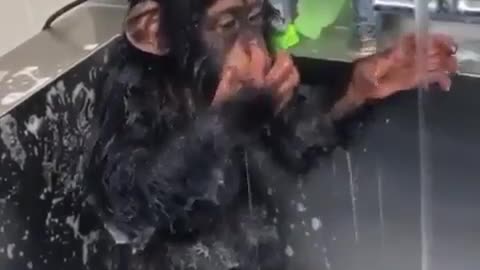 A monkey washing its face