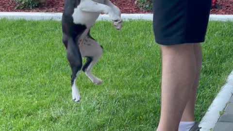 Boston Terrier Won't Let Go of the Ball