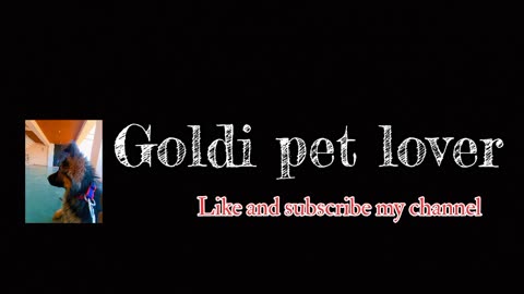 Goldi pet lover