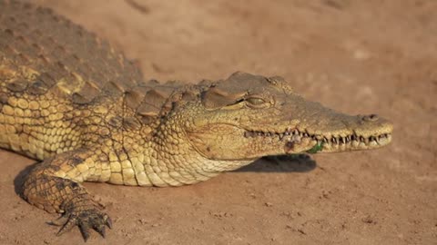 Crocodile Blinking Animal Videos