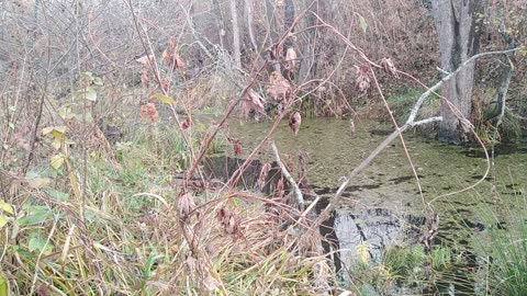 Dam made by beavers