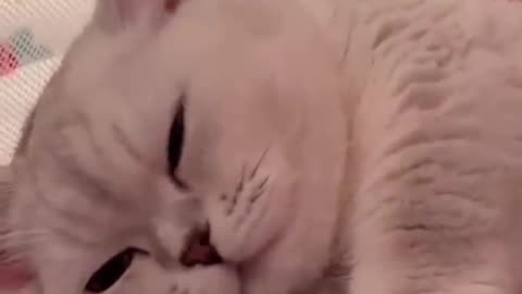 Hey one in a Million love 😺🐈😻 Cute kitten hugs puppy