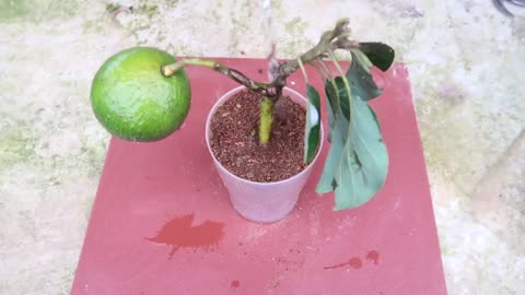 How to plant an avocado tree by cuttings