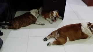 Lazy English Bulldogs sprawl out across office floor