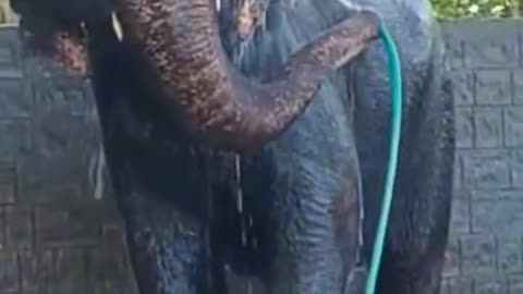 Bathing Elephant