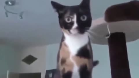 Funny Cats Funniest Cat Videos