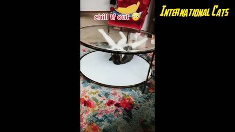 FUNNY CATS 2024 - Cat Videos Compilation - Dont Try Not To Laugh 😂🤣 - Wow Funny Animals