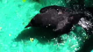 Cuervos bebé rescatados juegan en piscina para aves