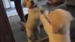 Puppy really wants to make contact with mirror reflection