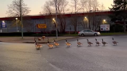 2 Sets of Geese Trying to Cross on a Busy Roundabout Causing Traffic to Pause