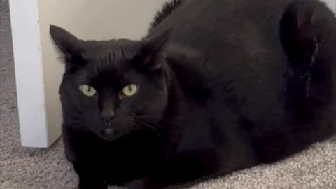 Adopting a Cat from a Shelter Vlog - Cute Precious Piper is a Doorstop #shorts