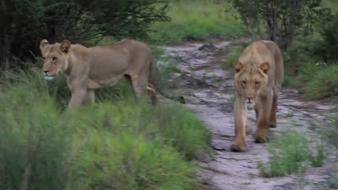 Lion pride on road