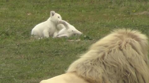 All Lion family in just one complete video.