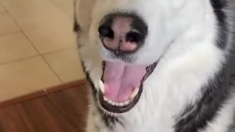 Teach Your Husky To Shake High-Five In 60 Seconds!!!