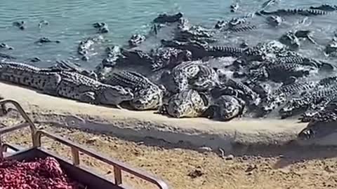 Crocodile feeding