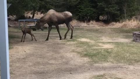 Moose Calf and Mom Visit Backyard