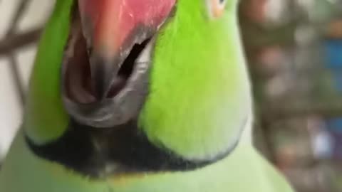 Beautiful parrot Taking mittho