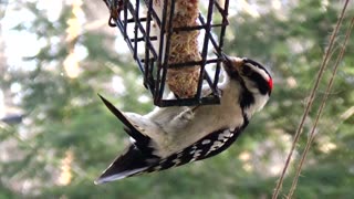 Downy Woodpecker