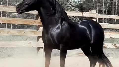 Arabic Horse 🐎