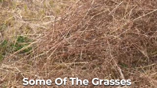 The Secret Of Winter Grasses' Survival! 🍃🌬️