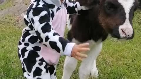 Little Girl Sings To Baby Calf