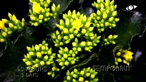 Blooming Kalanchoe 4K Timelapse