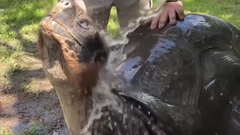 Very Big Tortoise Was Bathed And Washed #shorts #shortvideo #video #virals #videoviral