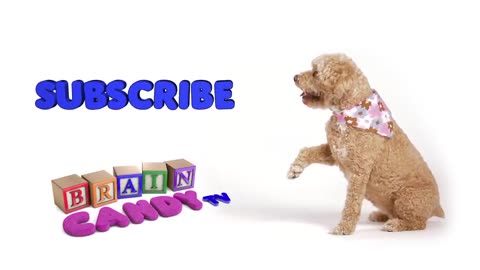 Learn Numbers with Lizzy the Dog | Teach children to count to 10 in English