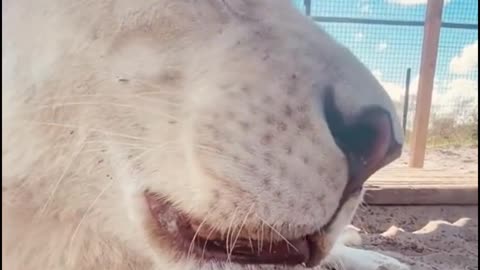 The teeth on both sides of the lion are very sharp. Have you seen that?