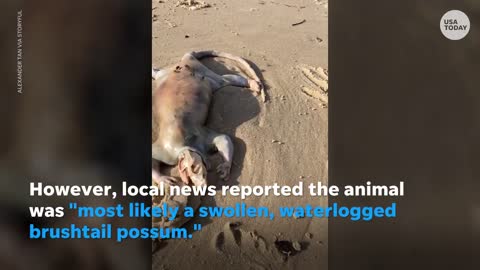Alien' creature with claws washes up on Australian beach