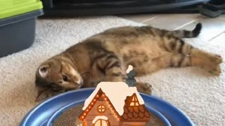 Cute Cat Gif