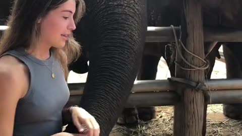 Woman Gets Totally Slammed By Elephants While Trying To Take A Cute Photo