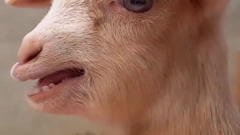Animals Funny video