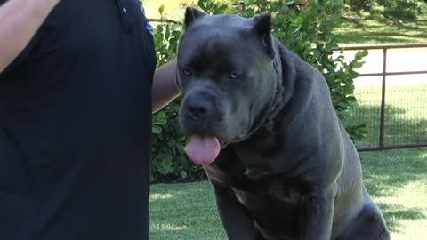 How Big Can a Cane Corso Get?