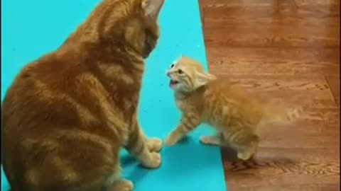 Cat fight cat videos 2022
