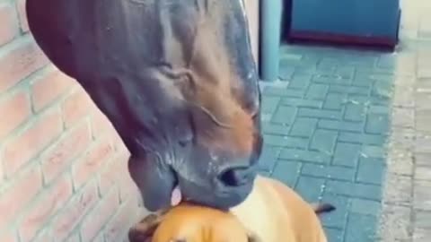 BEST FRIENDS - DOG AND HORSE