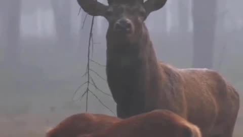 A Large Red Deer Stag With An Impressive Set Of Antlers