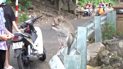 Monkey eating banana