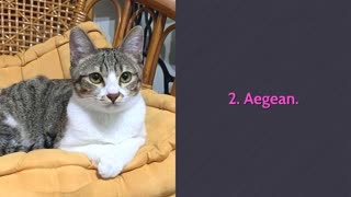 All Cat Breeds With Pictures (Alphabetical Order)